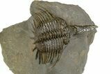 Rare, Psychopyge Termierorum Trilobite - Ofaten, Morocco #345188-2